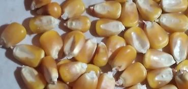 кукуруа: Продаю жугору кукурузу мешкованая с погрузкой обьёме просьба только — 1