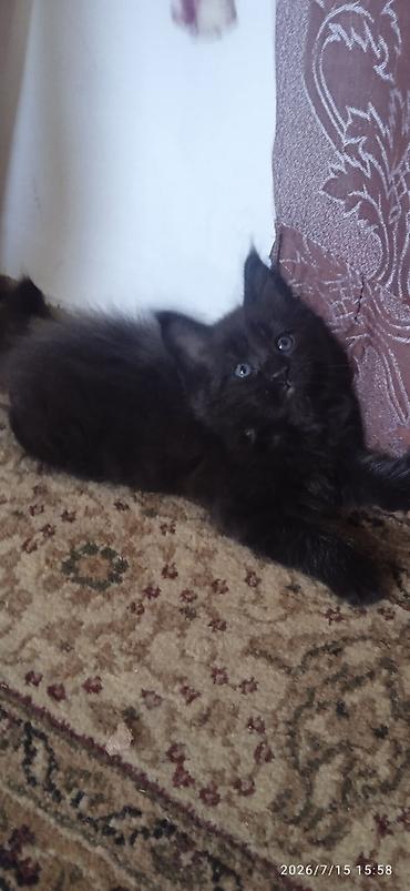 Животные: Гиганты Кошачьего мира❤️ Мейн-Куны❤️❤️❤️Мини питомник не клеточного — 7