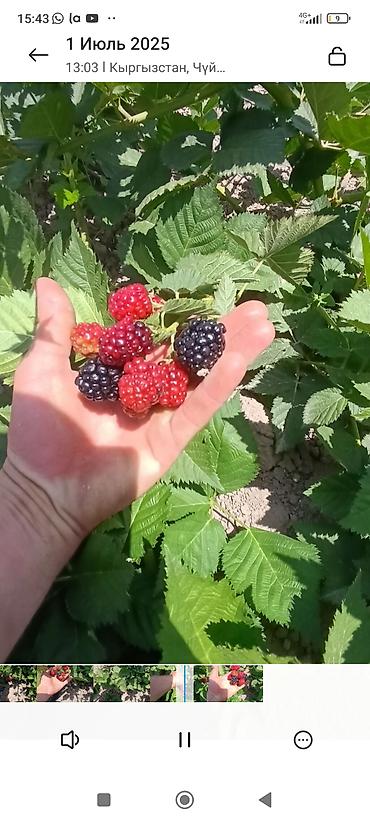 Ежевика: Саженцы ежевики (бесшипные сорта). Сорт Лох Нес Количево 1000 — 10