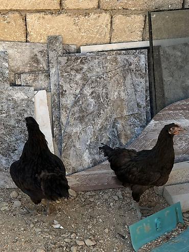 qara toyuq sortu: Məhsul: Qara rəngli yerli toyuqlar Təsvir: - Fotolarda qara tük — 2