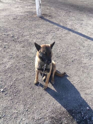 Продажа собак: Порода: бельгийская овчарка (малинуа) Самец Описание: - ОПЫТНЫЙ — 14