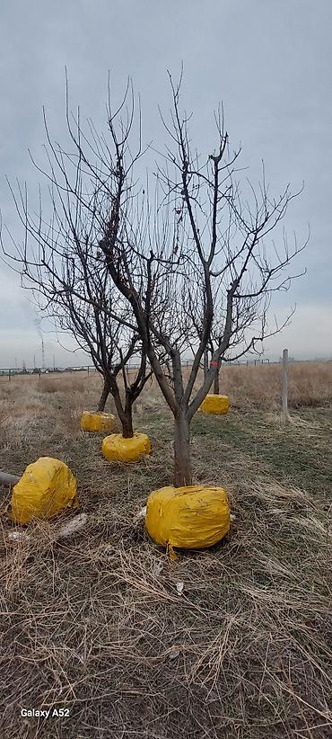 мака ош: Саженцы яблоки 10 лет. Яблока. Алма. Алма күчөтүү. Плодовые деревья — 2
