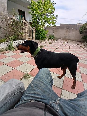 Doberman, 1 il, Erkək, Peyvəndli, Ödənişli çatdırılma