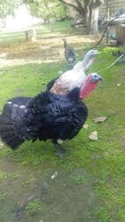 Pişiklər: Damazliq cavan saglam heyvandi 8 ayliq tecili pul lazimdi satilir