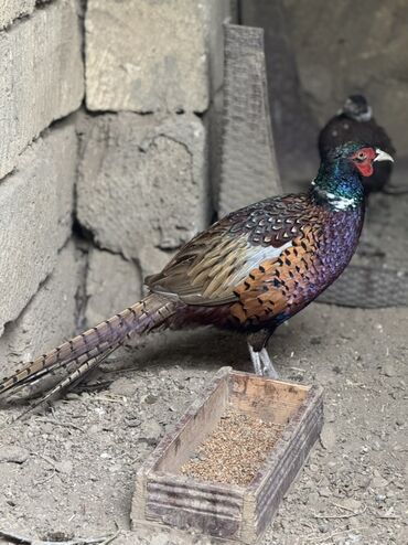 Xoruzlar: Xoruz, il: 1, Pulsuz çatdırılma — 2