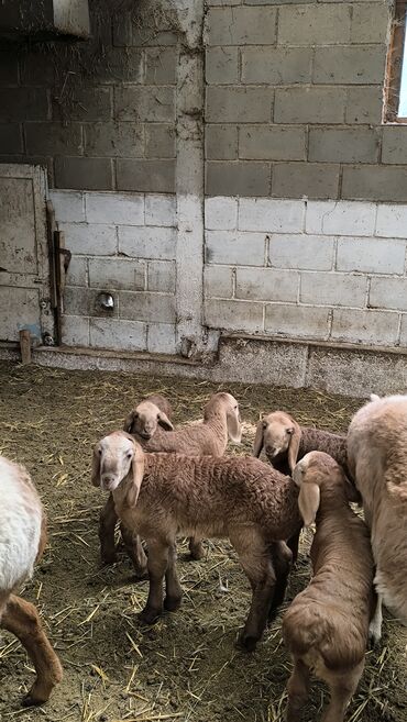 Бараны, овцы: Продаю | Баран (самец) | Арашан | Для разведения | Племенные — 7