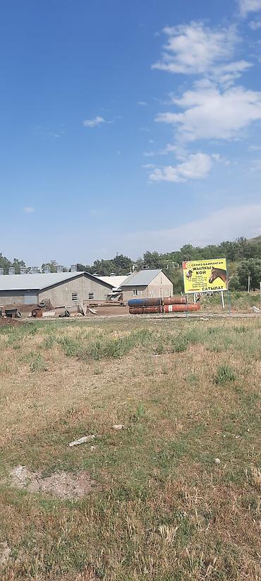 Лошади, кони: Продаю | Кобыла (самка), Конь (самец), Жеребец — 10