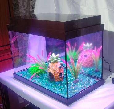 рыба на овощной подушке: Чистка и изготовление аквариумов
