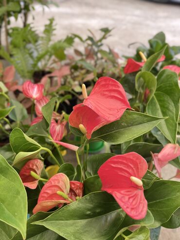 Другие услуги: Продаю цветы😍 Очень много разных 🪴🎋🍃🌱 Антуриумы Спатифиллум Алоказия — 15
