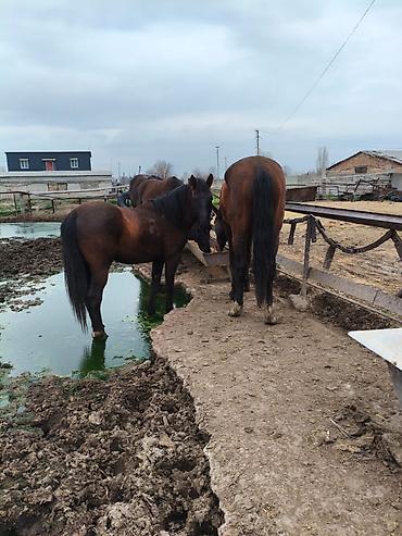 Лошади, кони: Продаю | Конь (самец), Жеребец, Жеребенок — 6