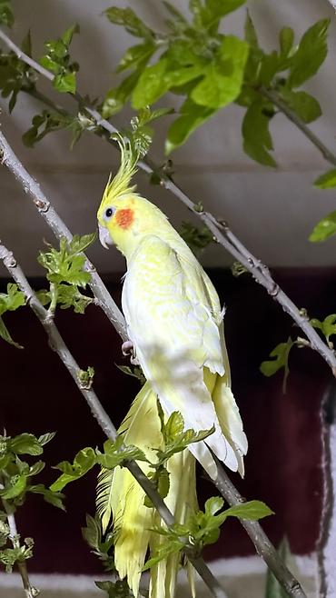 lutino: Elaqe watsapla Növ: Nimfa tutuquşusu (Cockatiel) Rəng mutasiyaları: - — 1