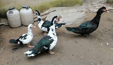 ördək balası: Ördək cücələri, Damazlıq, Ödənişli çatdırılma