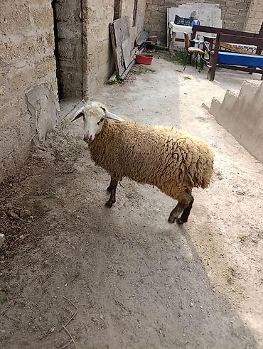 Sağlam ereky toğlu kesime damazliqa super ekiz taydi kesimle de verə lalafo.az -da Sağlam ereky toğlu kesime damazliqa super ekiz taydi kesimle de verə