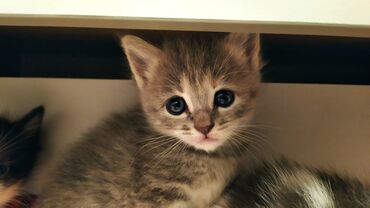 котята британские: Котята, домашний помёт. Описание: - Пушистые малыши разных окрасов