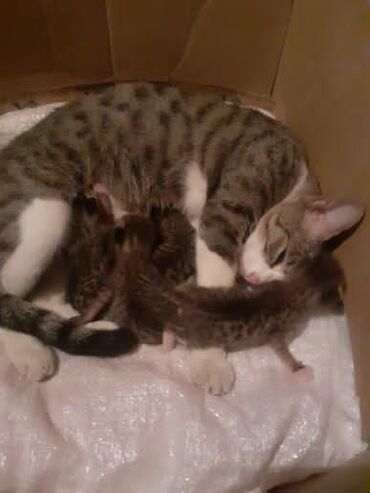 отдам котят в хорошие руки бесплатно: Dişi pişikdir.Bir aydır ana olub.iki yaşı var.4 balayla birgə yaxşı