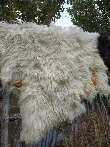 Ковры и паласы: Ковер Новый, Мех, Безналичная/наличная оплата at lalafo.kg — 9 Ковры и паласы: Ковер Новый, Мех, Безналичная/наличная оплата — 9