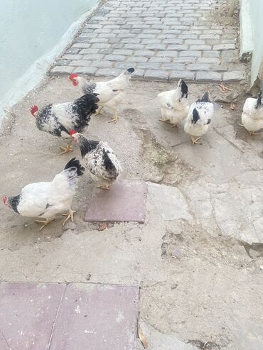 cins ineklerin qiymeti: Toyuq, Yumurtalıq, Ünvandan götürmə