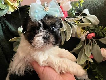 Psi: Prelepi Shih Tzu štenci iz registrovane FCI/KSS odgajivačnice „Moon — 2