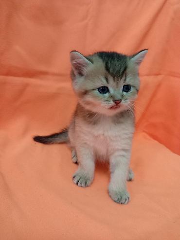 котята персидские: 🐾 ЗОЛОТЫЕ ШОТЛАНДСКИЕ КОТЯТА В ПРОДАЖЕ 🐾 Предлагаются к продаже — 2