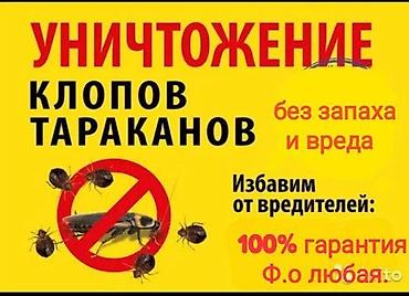 Дезинфекциялоо, дезинсекциялоо, | Канталалар, Бүргөлөр, Таракандар, | Унаа, Офистер, Батирлер lalafo.kg да Дезинфекциялоо, дезинсекциялоо, | Канталалар, Бүргөлөр, Таракандар, | Унаа, Офистер, Батирлер
