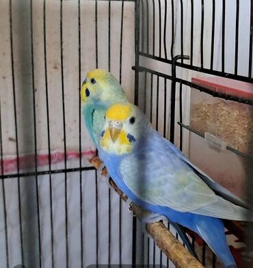 Амадины: Satılır, 5 aylığ cavan rainbowlar . ünvan Əhmədli. Qəfəssiz satılır
