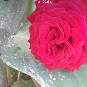 Размещение рекламы: В продаже комнатные цветы и многолетние садовые цветы. 1. Алое вера — 18