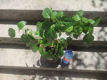продам шиповник: Гибискус красный