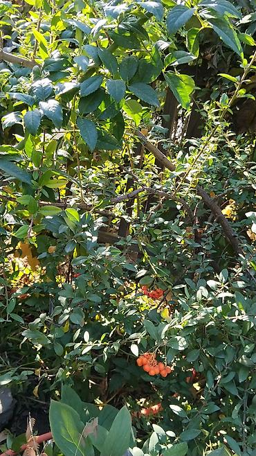 физалис купить: Пироканта (Pyracantha) — декоративный кустарник оранжевыми кустк — 6