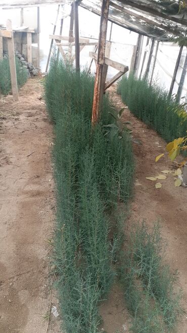 Семена и уличные растения: Yolka agaclari topdan satilir birde dekarativni gul