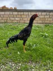 домик для собак: Heyratı beçə. Sağlam heyvandı heç bir problemi yoxdu. Təcili pula