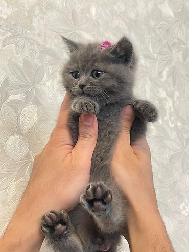 Pişiklər: Şotland, Erkək, Dişi — 18