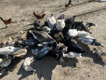 Ördəklər: Salam Aleykum Satılır Ördək Qaz Ördək Cücəsi Toyoq 36 Ədəd Lal Ördək — 11