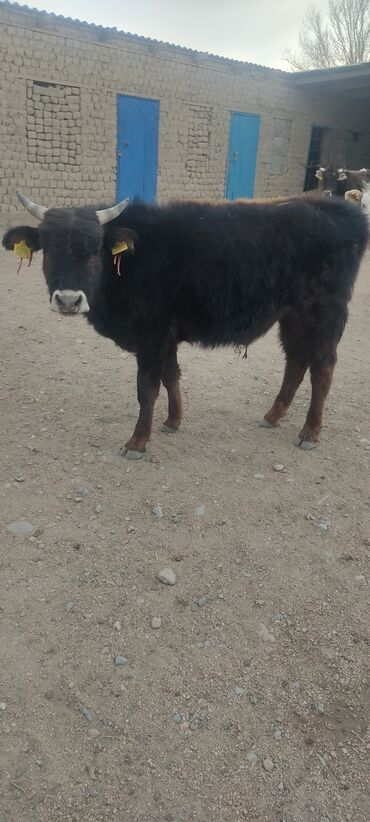 алатауская корова: Продаю | Бык (самец) | Алатауская | На откорм