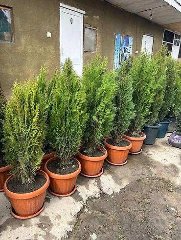 Туя: СРОЧНО ПРОДАЮТСЯ ТУИ❗❗❗ 200 ШТУК❗❗❗ СОРТ КНИЖКА — 7