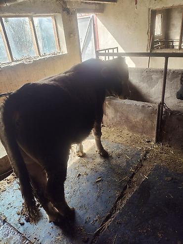 Коровы, быки: Продаю | Бык (самец) | На откорм | Привязанные — 1