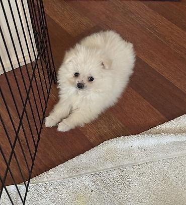 50 manata it: Pomeranian Spitz bala – ağ krem rəngli, super yumuşaq və sıx ikiqat — 1