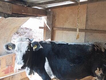 собачий дом: Сатам | Кунаажын | Союуга | Асыл тукумдуу, Байланган