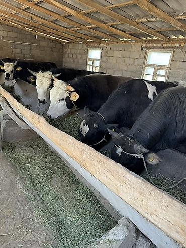 Коровы, быки: Продаю | Бык (самец) | На откорм, На забой | Привязанные — 9