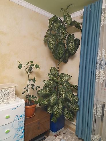цветы офисные: Крупное комнатное растение – диффенбахия (Dieffenbachia) — 1