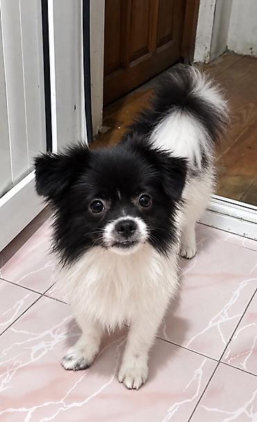 seksi it: Pekines, Erkək — 1