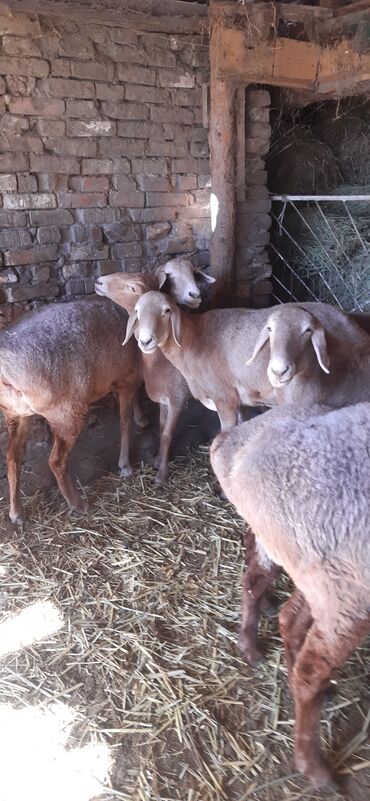 голуби жвотный: Продаю | Овца (самка) | Для разведения | Матка