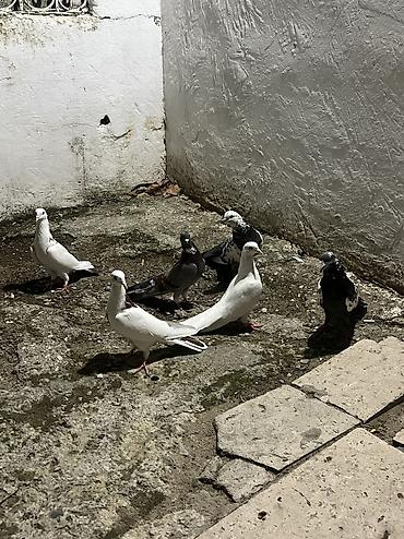 heyvan bazari quslar: Salam şekilde gorsenen bütün heyvanlar satlir heresinin öz qiymeti var — 4