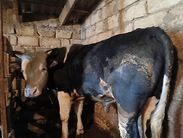 Dana, buzov: Dana, buzov, Erkək, Simental, ay: 1, 220 kq, Ətlik, Ünvandan götürmə -da lalafo.az — 1 Dana, buzov: Dana, buzov, Erkək, Simental, ay: 1, 220 kq, Ətlik, Ünvandan götürmə — 1