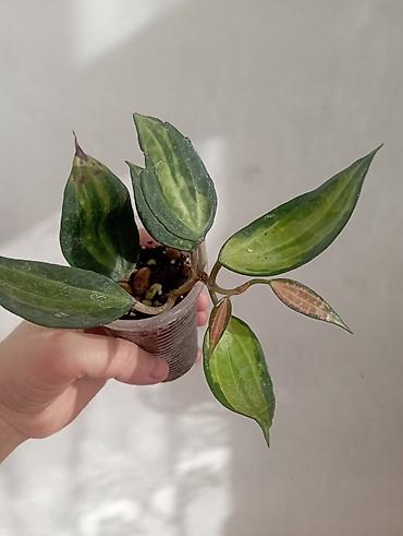 Хойи: Хойи в продаже! Номер по фото, названия и цены указаны: #1 — 4