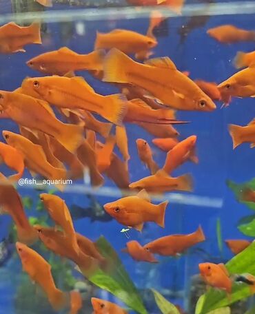 красная рыба цена бишкек: Более 40 видов рыбок аквартумных. Включая те, что на фото