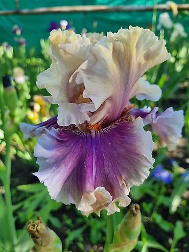 Другие садовые цветы и кустарники: В продаже саженцы сортовых ирисов из личной коллекции Все фото мои! at lalafo.kg — 10 Другие садовые цветы и кустарники: В продаже саженцы сортовых ирисов из личной коллекции Все фото мои! — 10