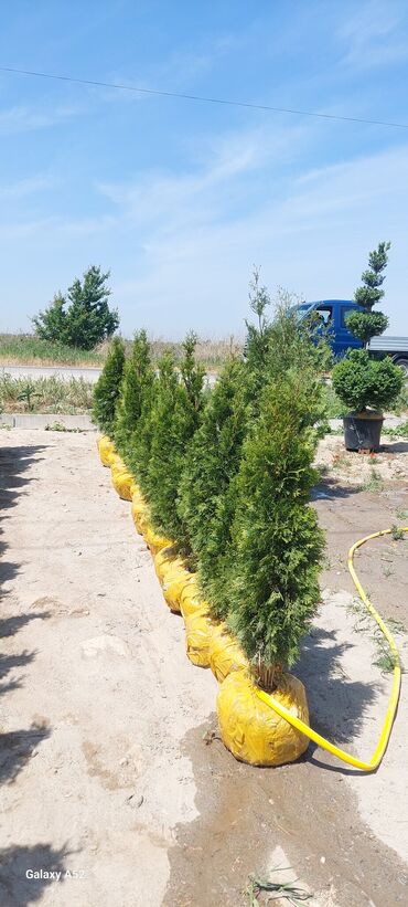 Декоративные деревья: Саженцы деревьев: Туи, Платная доставка at lalafo.kg — 5 Декоративные деревья: Саженцы деревьев: Туи, Платная доставка — 5