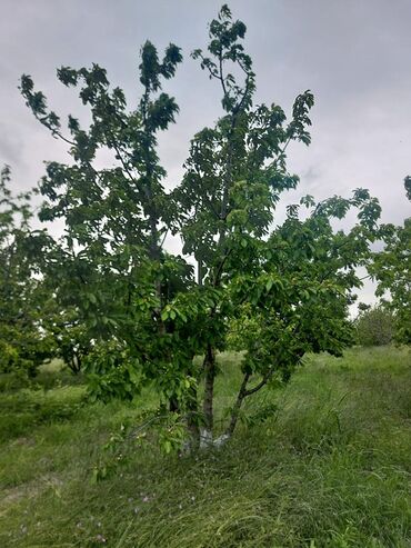 Ağaclar: 2 hektar 79 sot Məhsul: Gilas bağı Xaçmaz Rahimoba yolunda Asvaltdan — 4