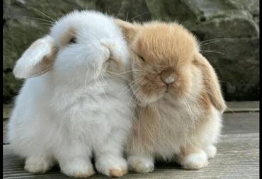 Dovşanlar: 🐇 Holland Minilop – Qalib Cins Balaca Dovşanlar Satılır! 🌟 Tam saf