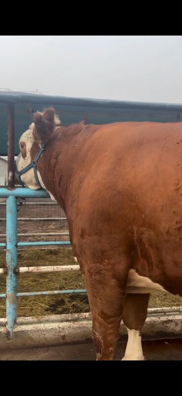 Inəklər, öküzlər: Simental cinsi inək - Rəng: qırmızı-ağ ala - Südçülük istiqaməti, iri — 12
